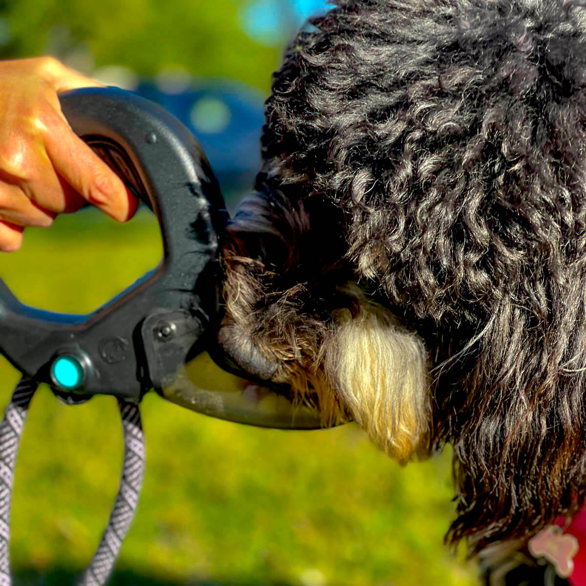 Spleash® hydration device attached to a dog leash, featuring a vibrant Arctic Teal color, designed for easy hydration and protection.